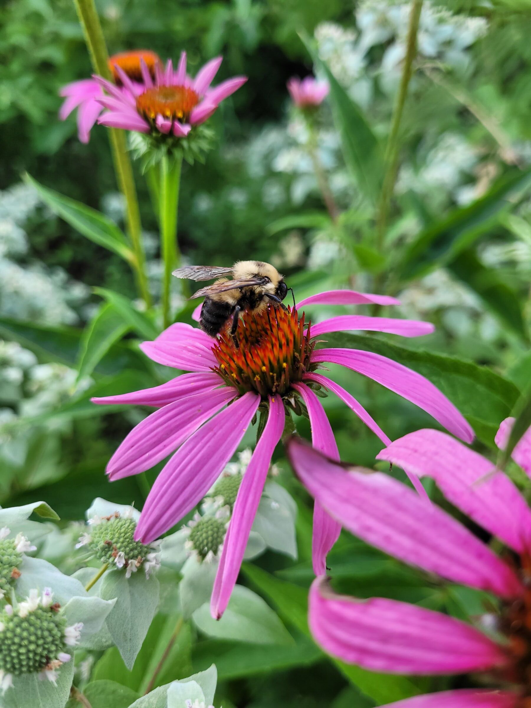 Downtown Greenway Pollinator Gardens