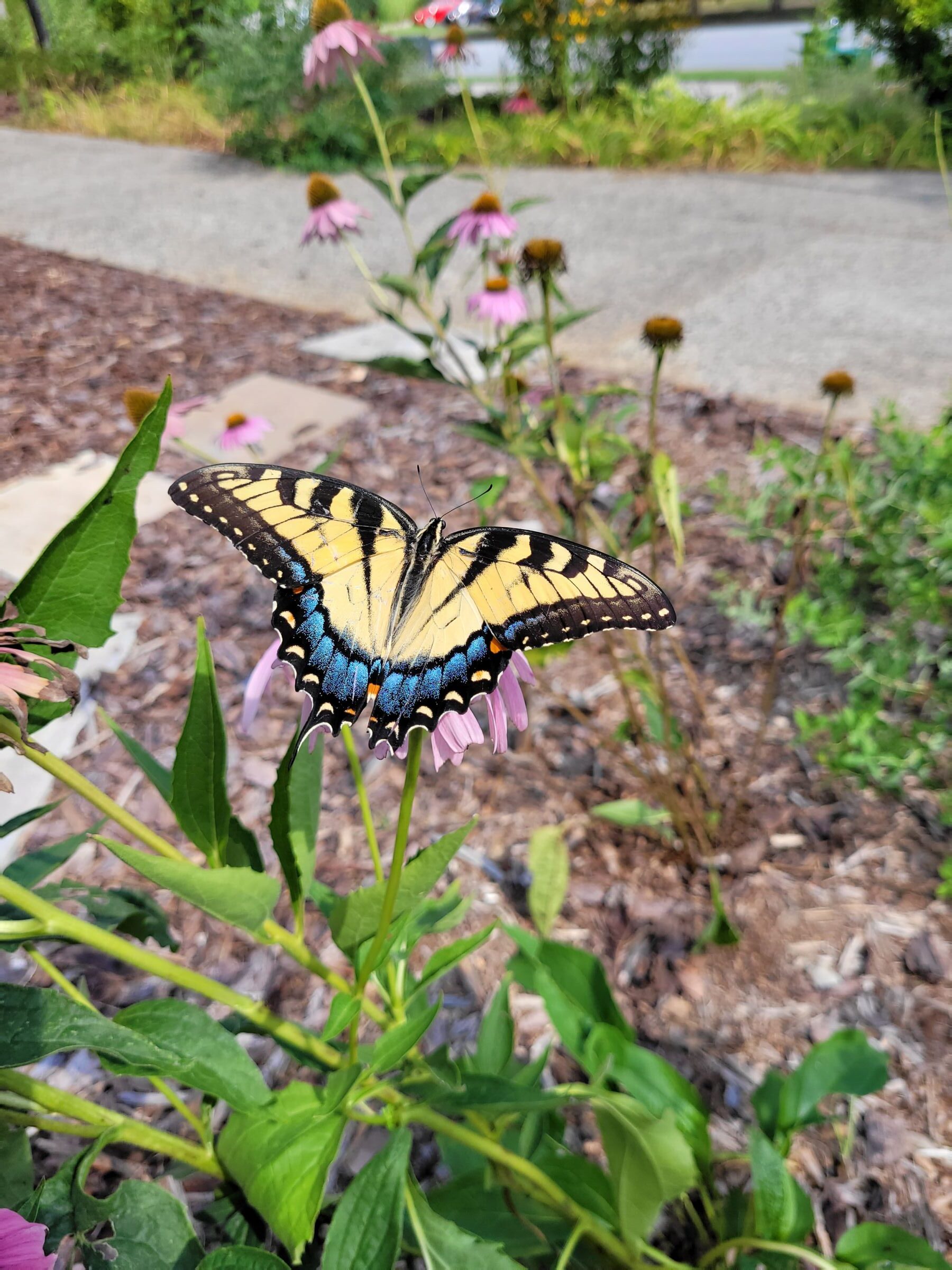 Yellow butterfly on a flower in public orchard on the Downtown Greenway