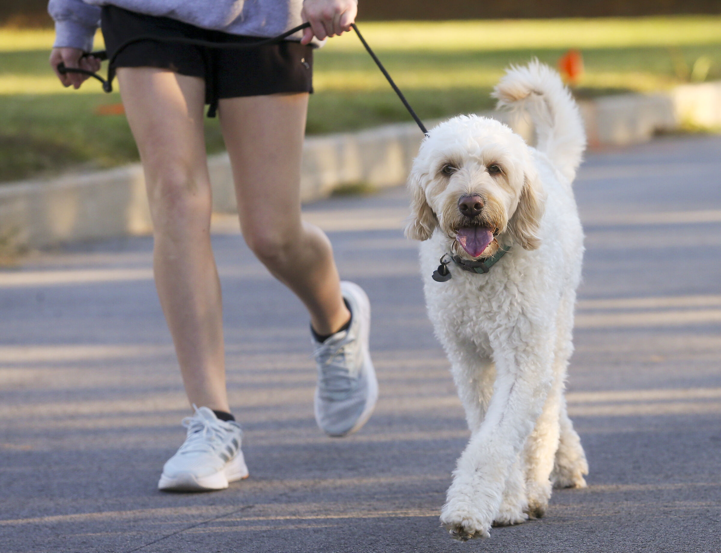 Greensboro Downtown Greenway Dog Walking