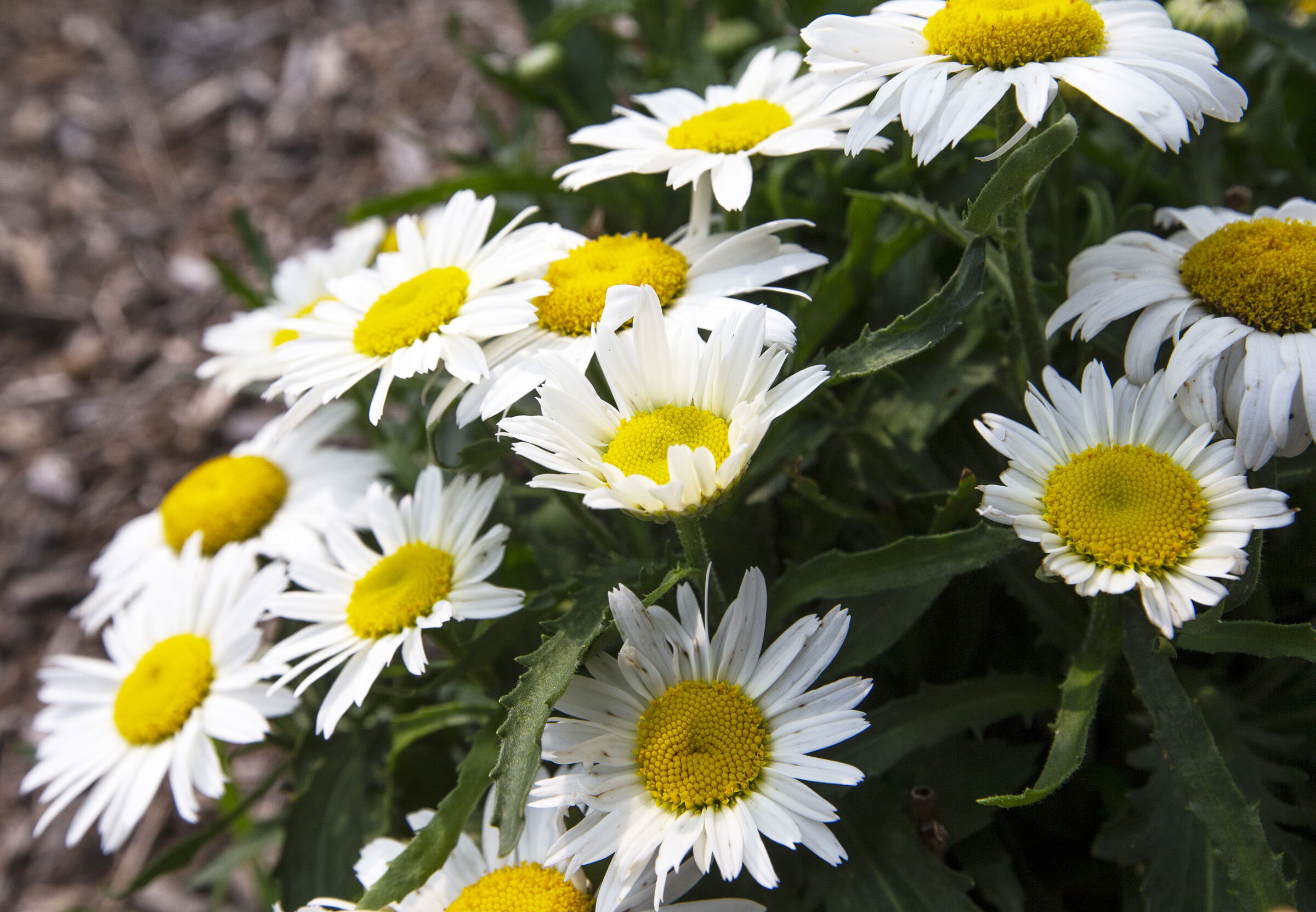 Daisies on the Downtown Greenway