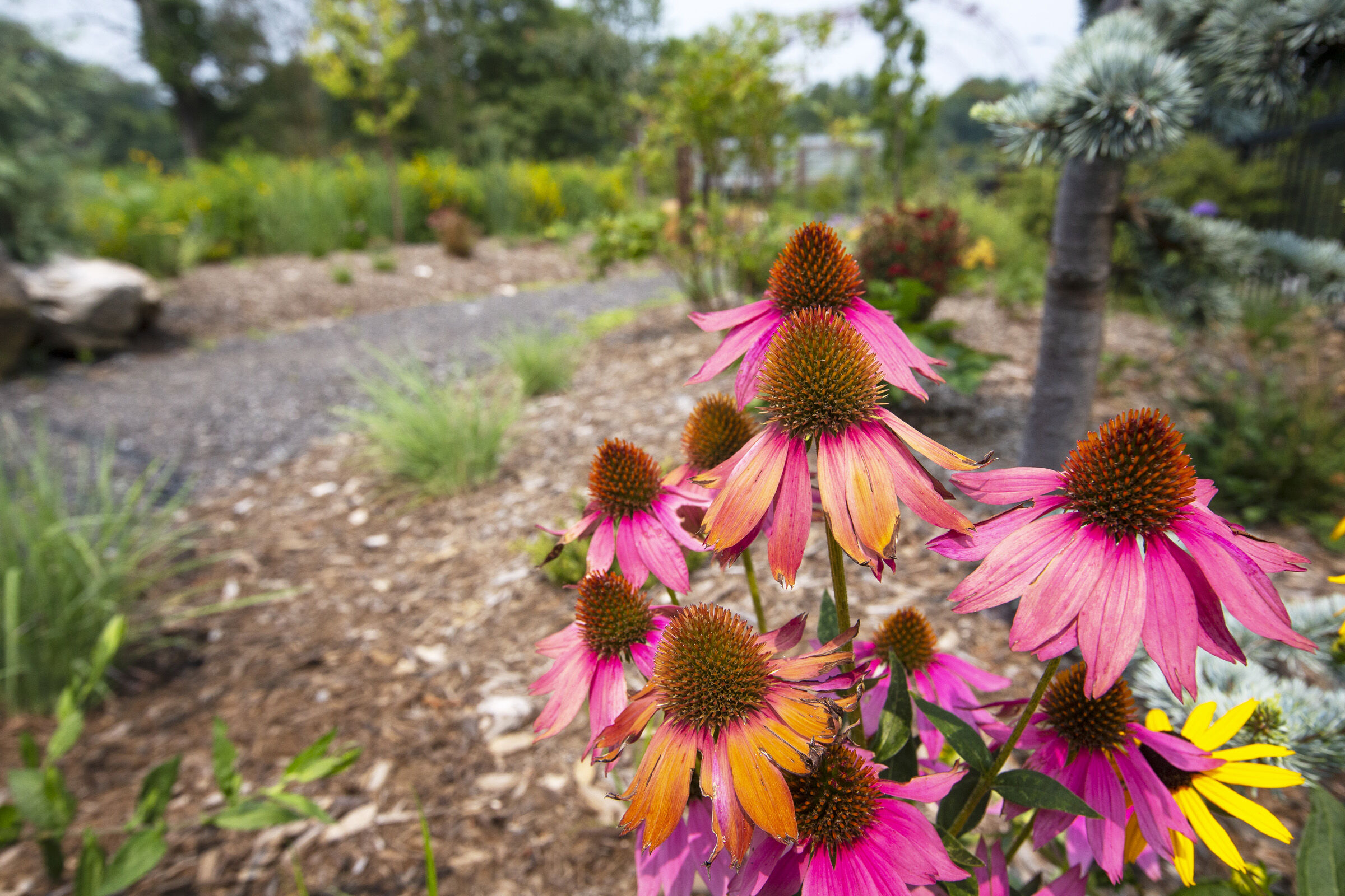 Flowers on the Downtown Greenway