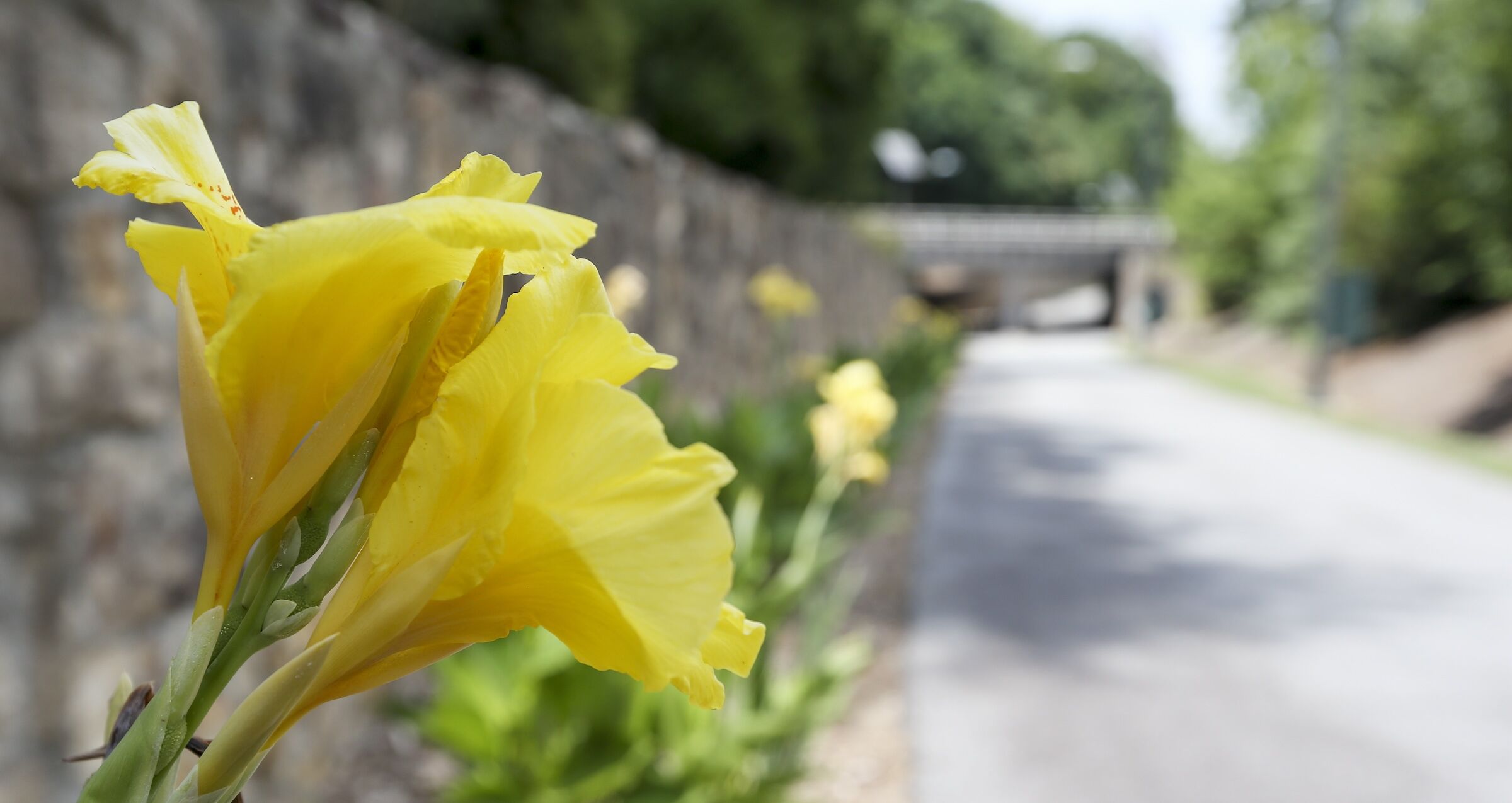 A yellow flower in Morehead Park on the Downtown Greenway